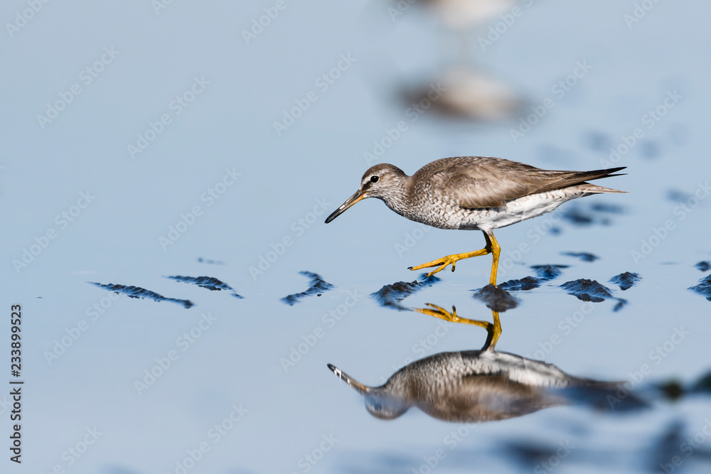 Obraz premium キアシシギ(Tringa brevipes)