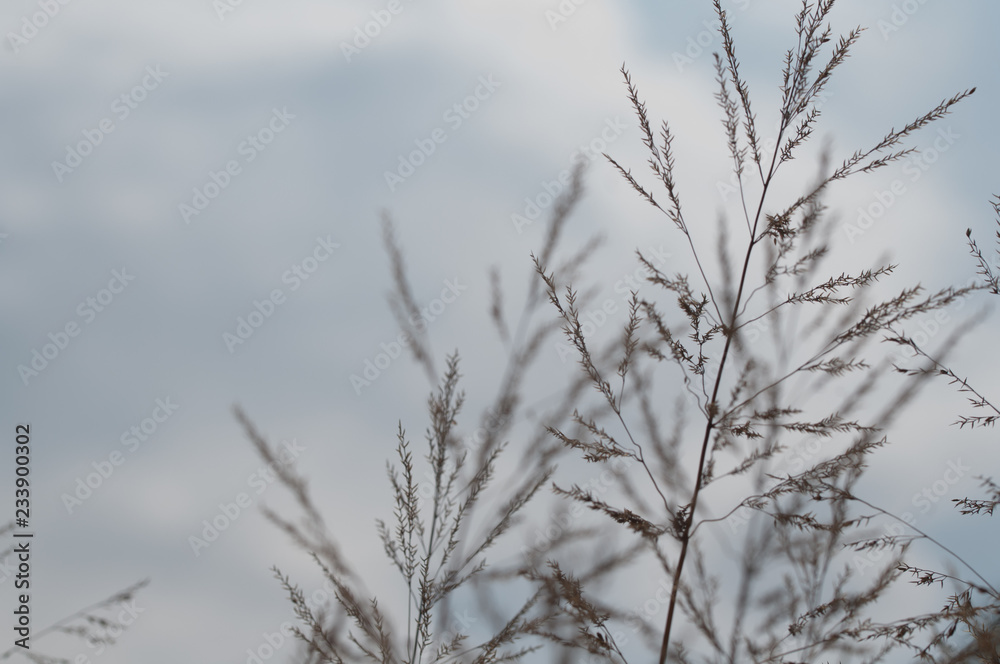 close up of spikes of grass on natural background close up of spikes of grass on natural background