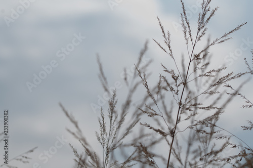 close up of spikes of grass on natural background