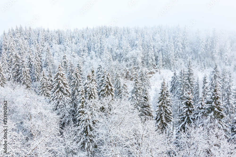 View of a forest in the winter with snow and frost View of a forest in the winter with snow and frost
