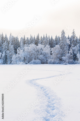 Cold winter landscape with trails in the snow on the way to the forest