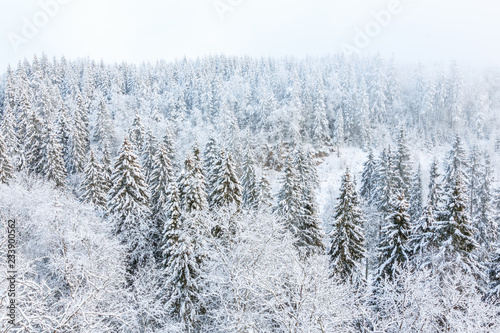 View of a forest in the winter with snow and frost