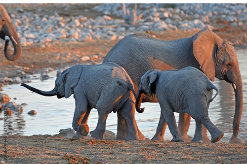 Afrikanische Elefanten (loxodonta africana) am Wasserloch im Etosha Nationalpark in Namibia photo