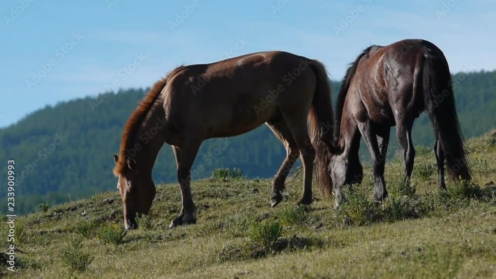 Horses on pasture Horses on pasture
