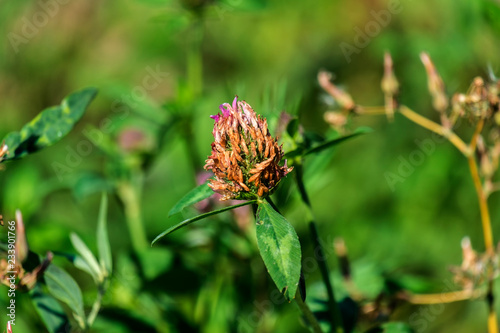 Withered clover flower on lush green nature background © Lastovetskiy