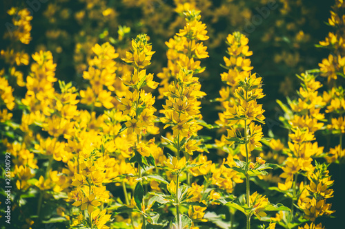 Yellow flowers of a dotted loosestrife in a pastel haze (Lysimachia punctata)