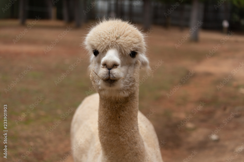 face of a llama