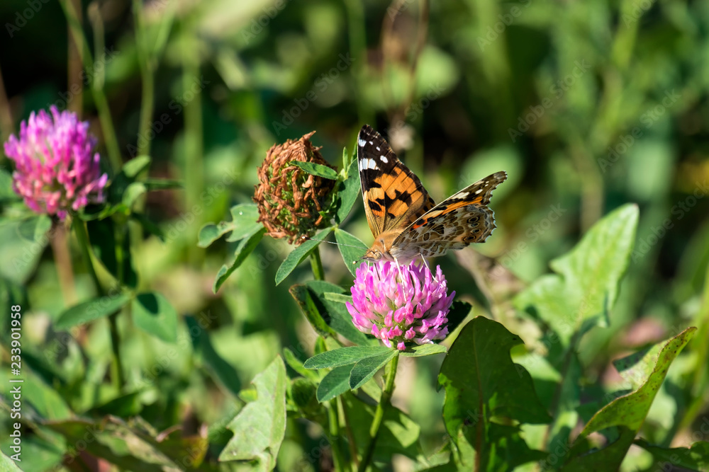 Cosmopolitan butterfly collects nectar (Vanessa cardui) Cosmopolitan butterfly collects nectar (Vanessa cardui)