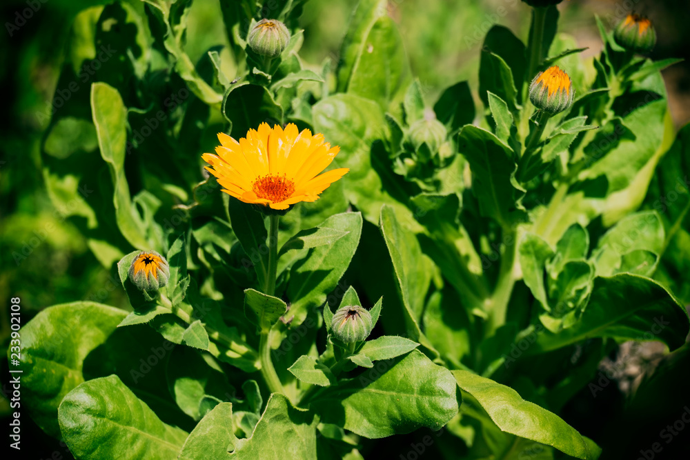 Flower and buds of marigold (Calendula officinalis) Flower and buds of marigold (Calendula officinalis)