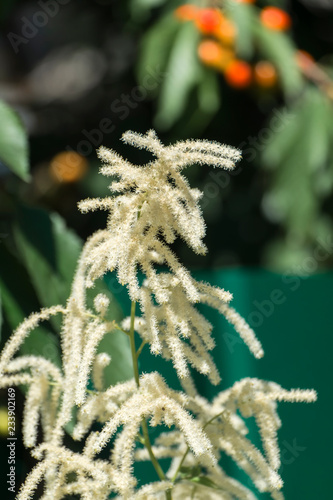 Fluffy white flowers of false goat's beard. False spirea (Astilbe)