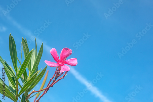 pink flower and green leaves blue sky background  sea coast  resort beach