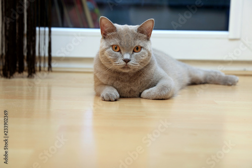 Rasowy szary kot brytyjski w mieszkaniu na podłodze.