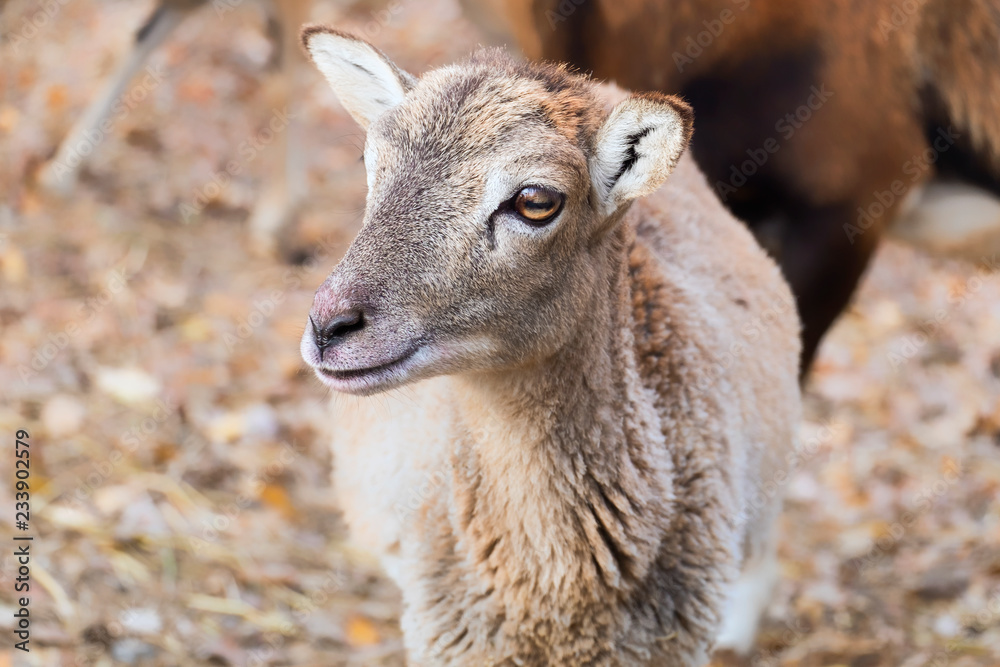 Portrait of a baby mouflon sheep (Ovis orientalis musimon) Portrait of a baby mouflon sheep (Ovis orientalis musimon)