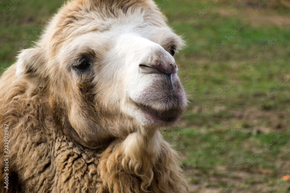 Head of white Bactrian camel close up (Camelus bactrianus)