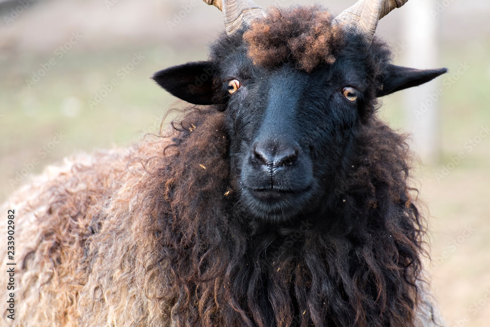 Hortobagy Racka Sheep with the face of the devil (Ovis aries strepsiceros hungaricus)