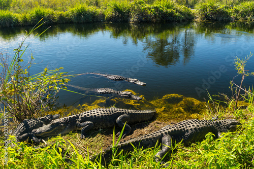 USA, Florida, Many crocodiles enjoying the sun in everglades national park
