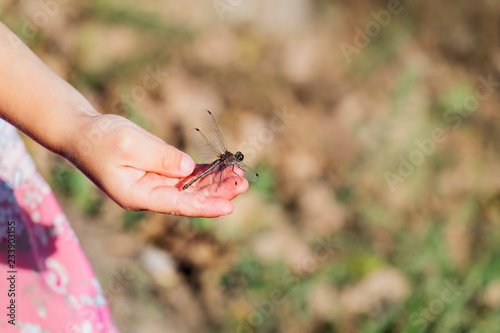 Large dragonfly sits on a children's palm