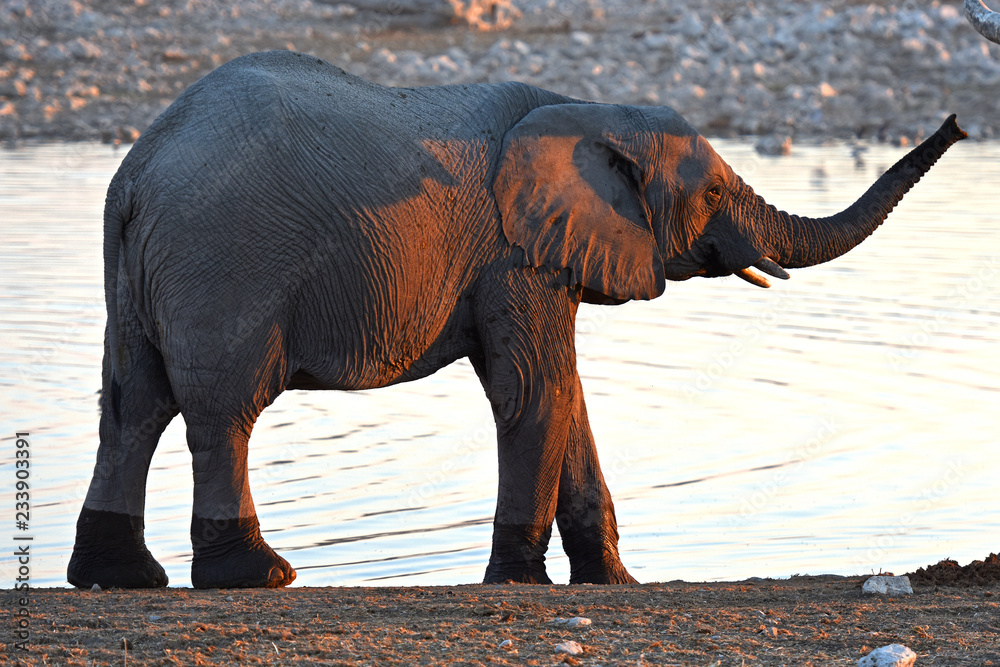 Obraz premium Baby-Elefant am Wasserloch Okaukuejo im Etosha Nationalpark in Namibia