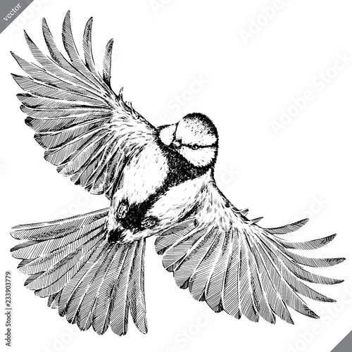 black and white engrave isolated tit vector illustration