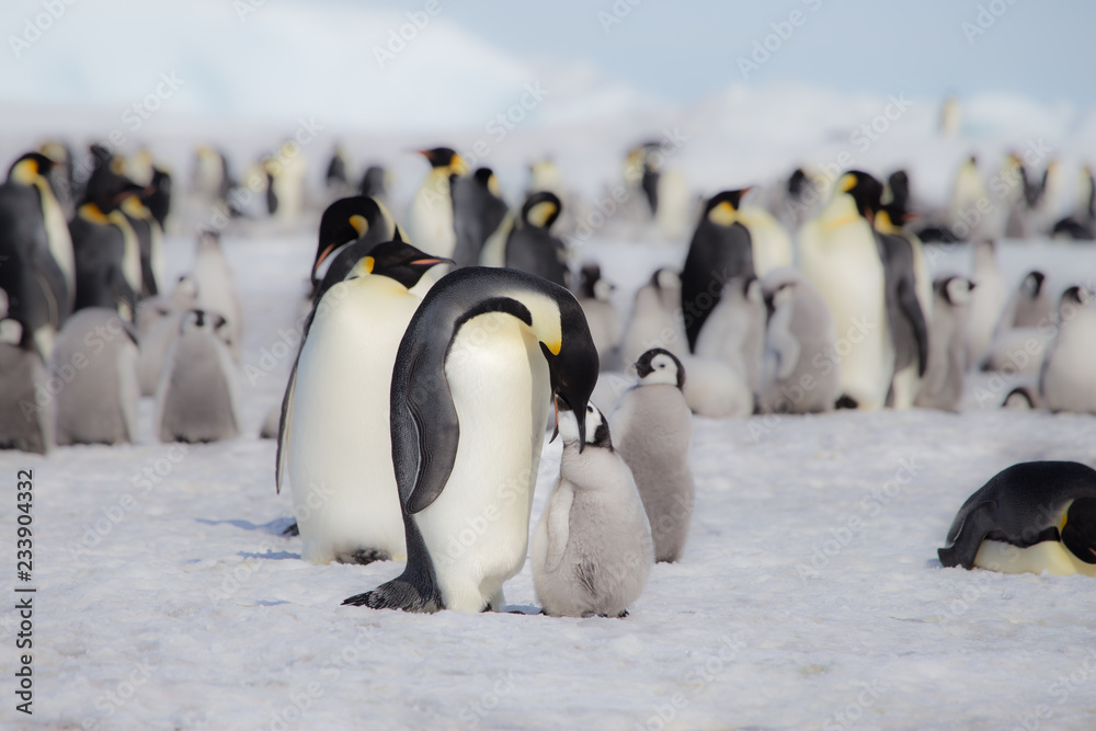 Obraz premium An Emperor Penguin feeds it chick in Antarctica.