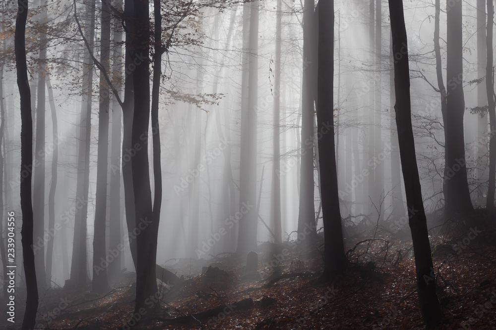 Naklejka premium Autumn Forest
