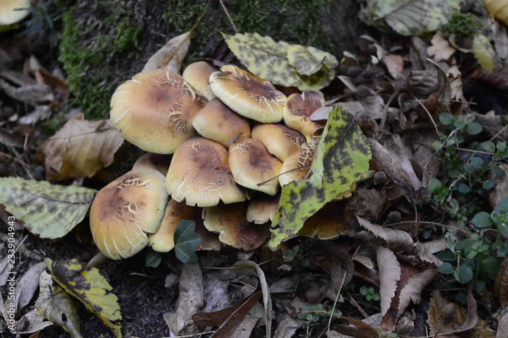Fototapeta premium Closeup Armillaria mellea known as honey fungus with blurred background in forrest
