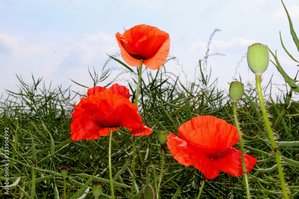 Obraz premium sdöfjsldfjdilfjdkljd