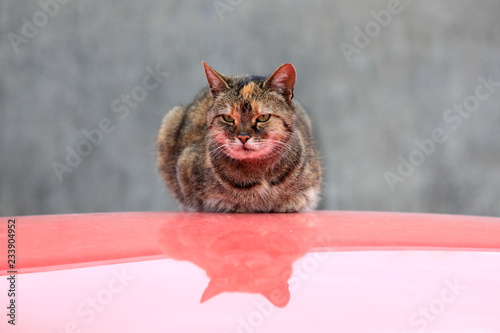 Kot na dachu czerwonego samochodu.