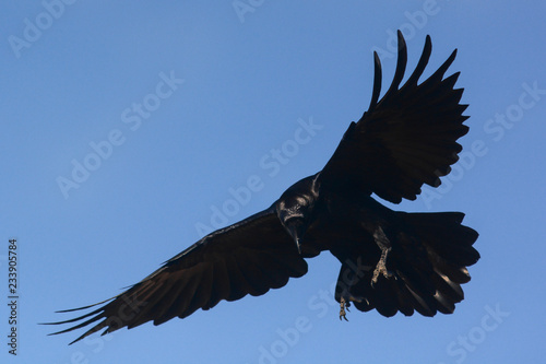 Corvo imperiale (Corvus corax) in volo, sfondo cielo,silhouette