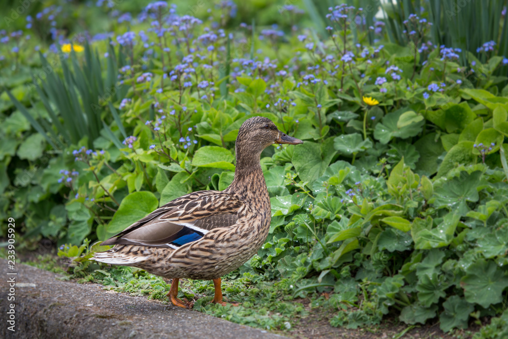 Ente Ente