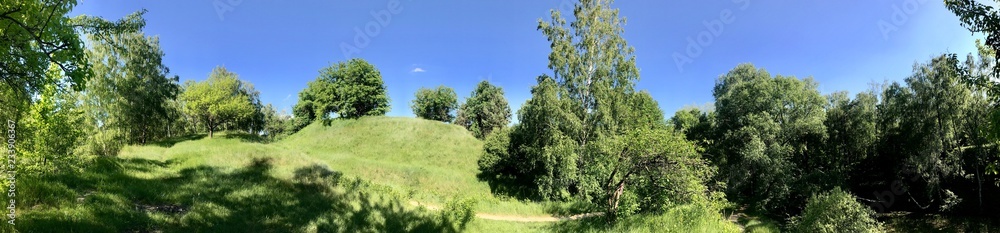 Fototapeta premium forest and blue sky