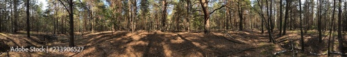 grass in the forest