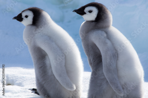 Emperor Penguin Chicks at Snow Hill Emperor Penguin Colony  October 2018.