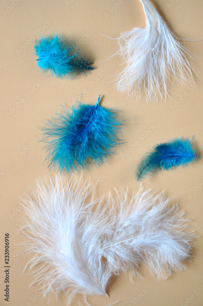 Obraz premium Smooth Texture White and Blue Feather on Background