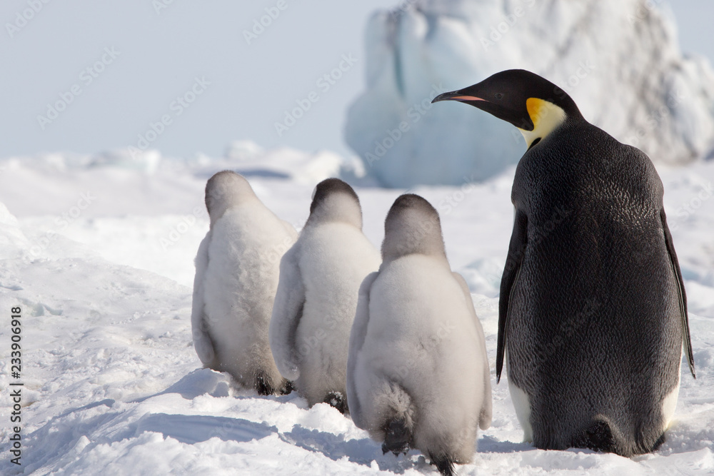 Obraz premium Emperor Penguin Chicks at Snow Hill Emperor Penguin Colony, October 2018.