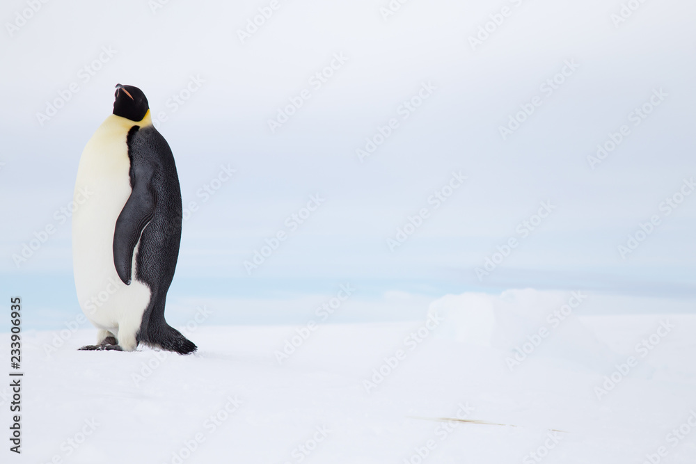 Obraz premium Emperor Penguin, Snow Hill, Weddell Sea, Antarctica