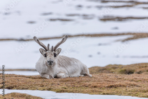 Resting Svalbard reindeer
