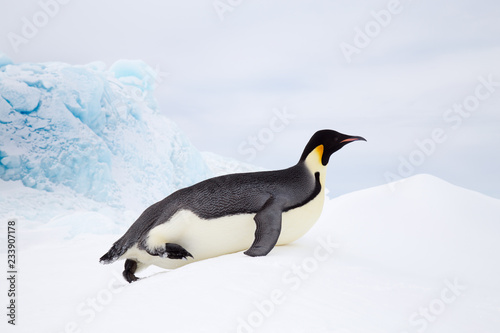 Emperor Penguin, Snow Hill, Weddell Sea, Antarctica