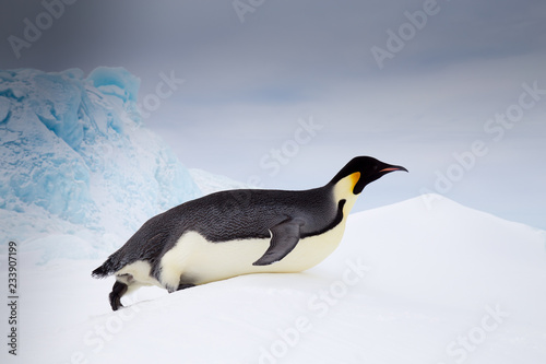 Emperor Penguin  Snow Hill  Weddell Sea  Antarctica