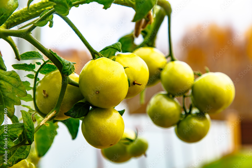 Green tomatoes growing on the branches.