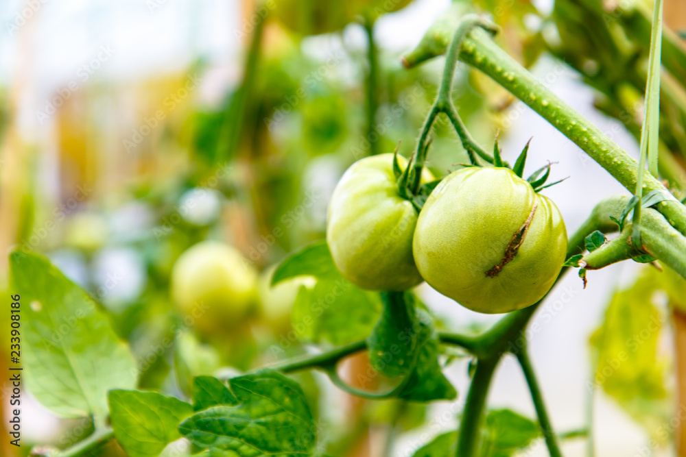 Fototapeta premium Green tomatoes growing on the branches.