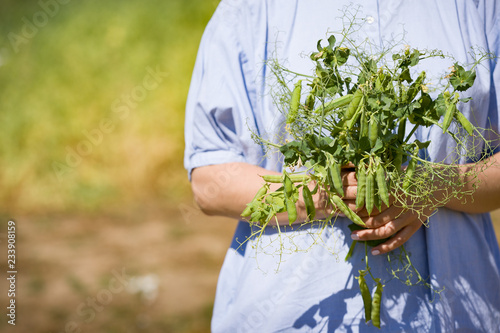 Hand of young woman with a bouquet of peas against the background of the garden. Healthy food, snacks.