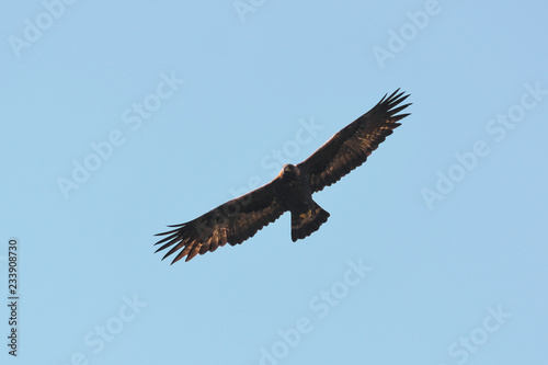 Aquila reale (Aquila chrysaetos) in volo,silhouette,sfondo cielo,adulto