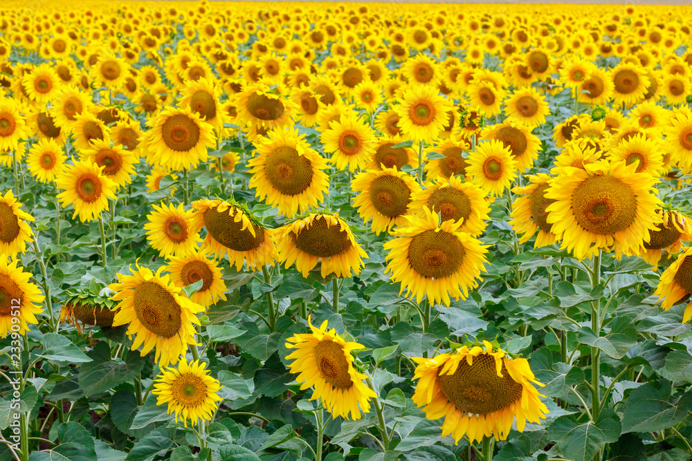 Sunflower natural background. Sunflower bloom. A field with sunflowers Sunflower natural background. Sunflower bloom. A field with sunflowers