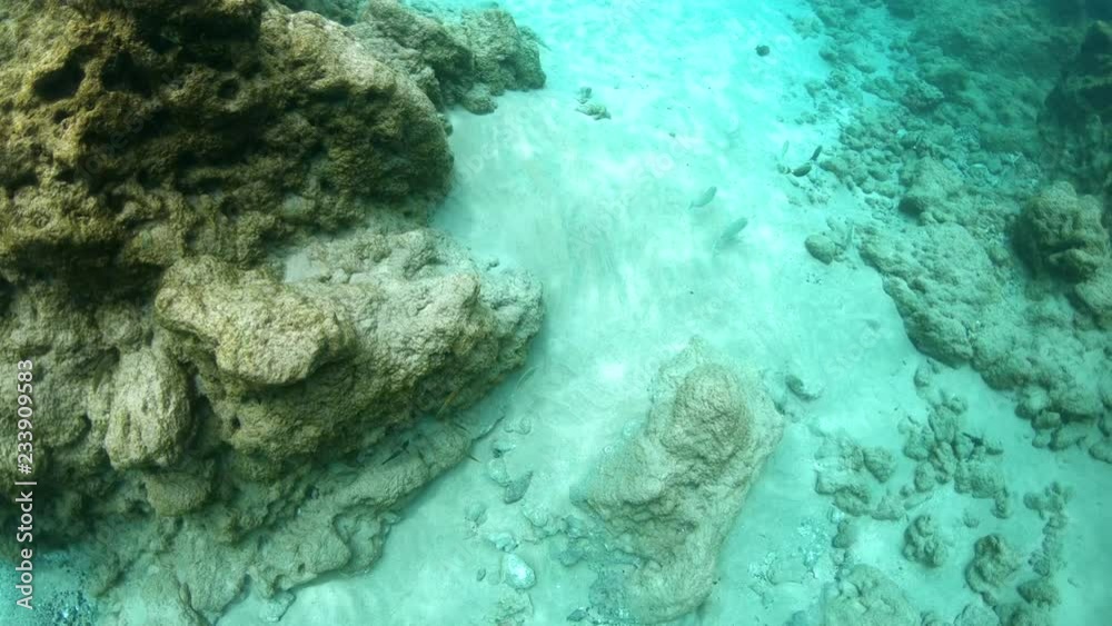 Overhead view of coral reef and white sandy ocean floor with coral reef fish 4K Overhead view of coral reef and white sandy ocean floor with coral reef fish 4K