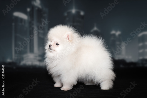 White fluffy Spitz puppy on black background. The background of the night city.