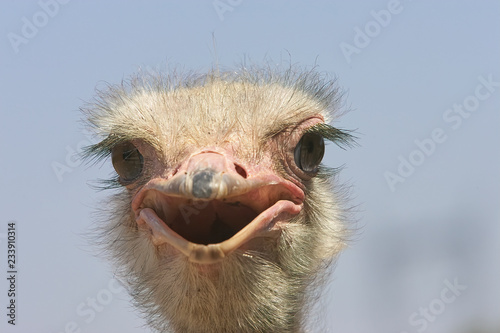 Funny Ostrich head