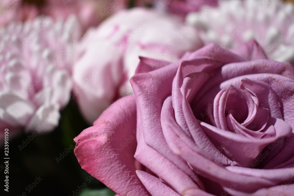 rose rose