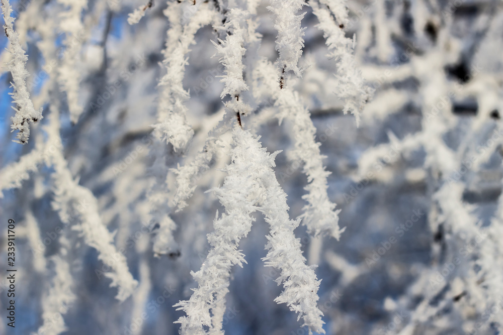 snow covered tree branches