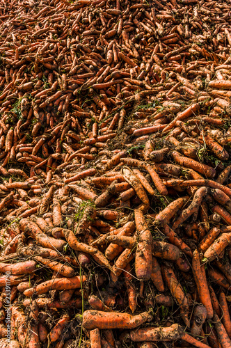Ausschnitt von einem Berg oder Haufen von geernteten Karotten